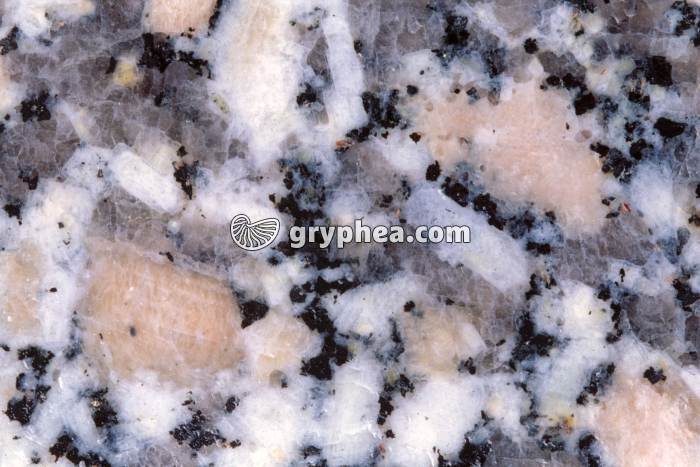Granite rose (détail d'une surface polie) - gryphea.com
